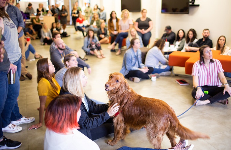 Cute Dog Company Meeting